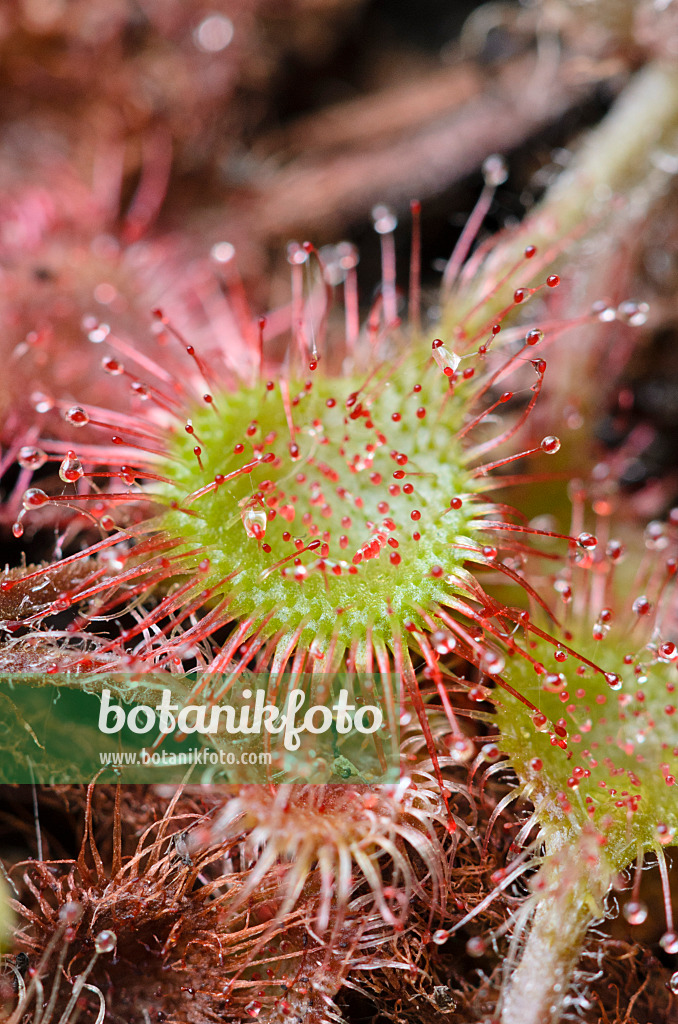 547352 - Rundblättriger Sonnentau (Drosera rotundifolia)