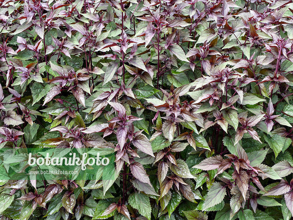 427076 - Runzeliger Wasserdost (Ageratina altissima 'Chocolate' syn. Eupatorium rugosum 'Chocolate')