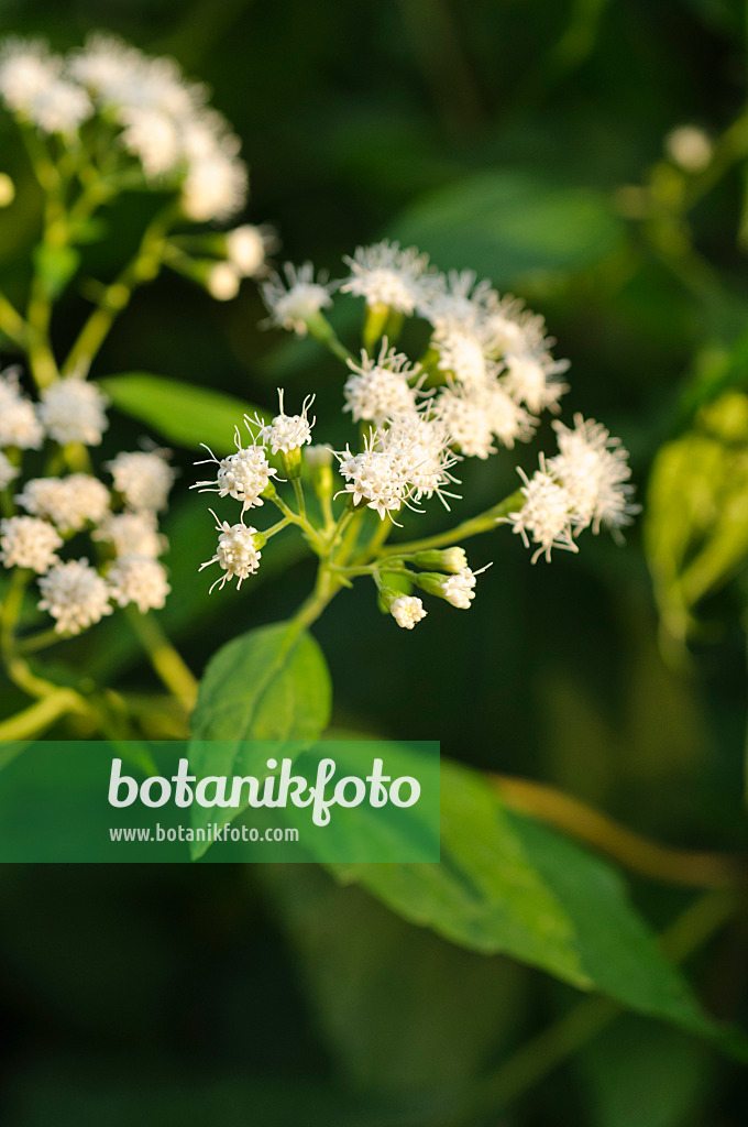 488137 - Runzeliger Wasserdost (Ageratina altissima syn. Eupatorium rugosum)