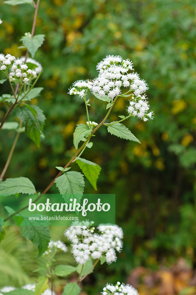 488138 - Runzeliger Wasserdost (Ageratina altissima syn. Eupatorium rugosum)