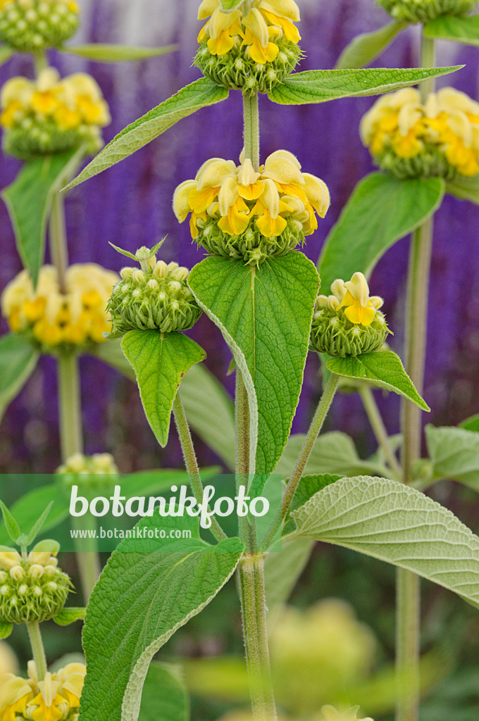 472436 - Russel-Brandkraut (Phlomis russeliana)