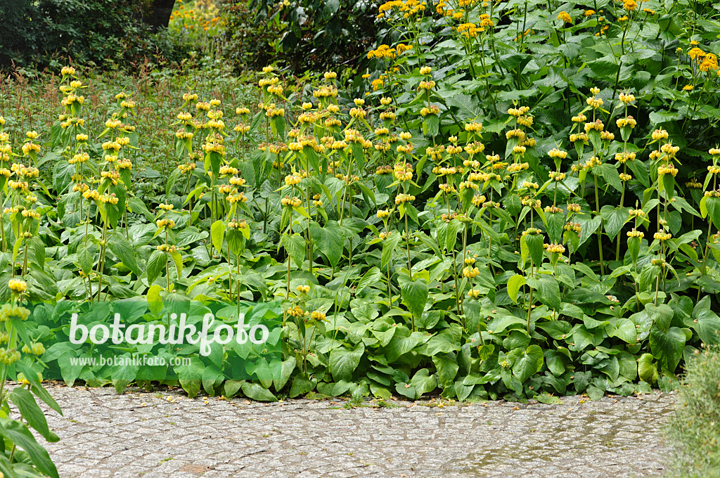 486041 - Russel-Brandkraut (Phlomis russeliana)