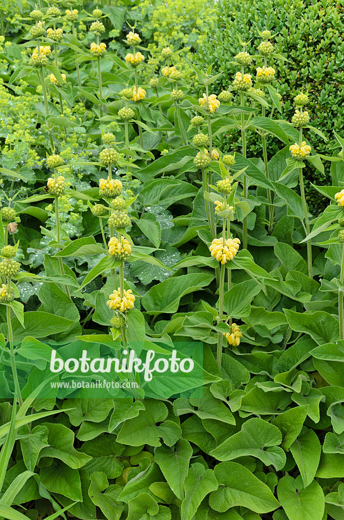 497016 - Russel-Brandkraut (Phlomis russeliana)