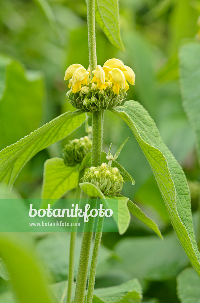 533609 - Russel-Brandkraut (Phlomis russeliana)