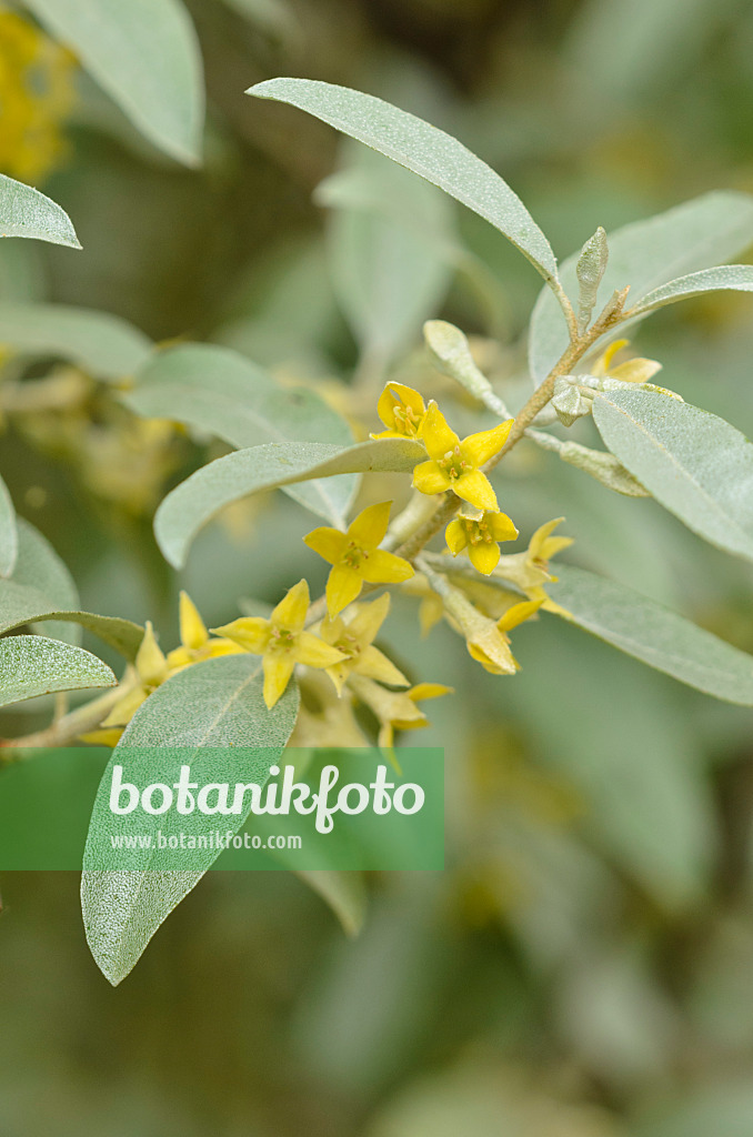 533263 - Russische Olive (Elaeagnus angustifolia 'Quicksilver')