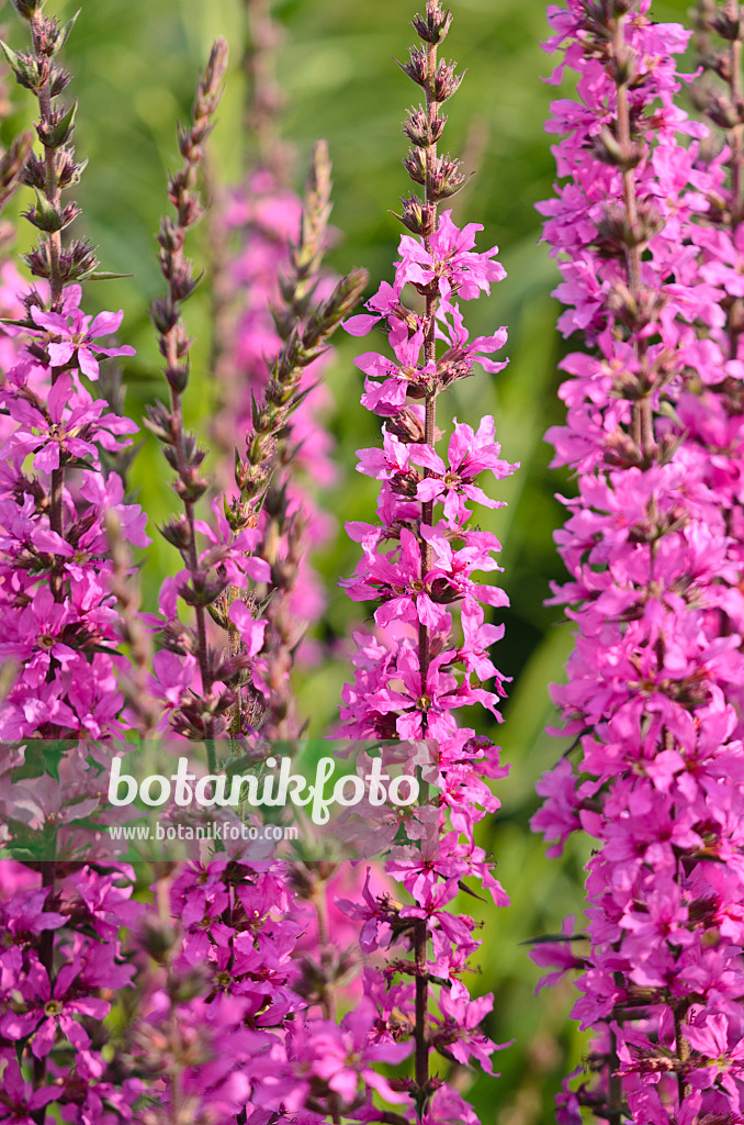 570111 - Rutenblutweiderich (Lythrum virgatum 'Rose Queen')