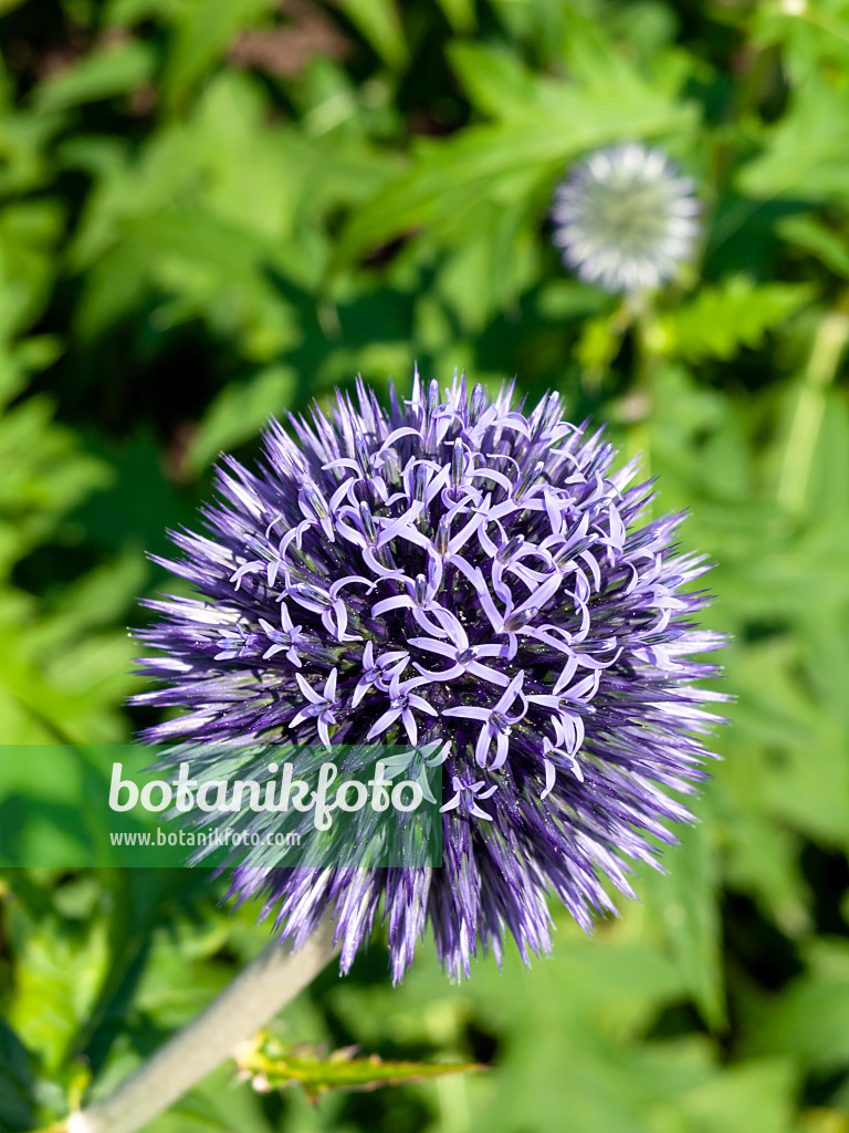 427135 - Ruthenische Kugeldistel (Echinops ritro)