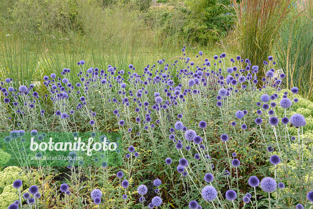 575088 - Ruthenische Kugeldistel (Echinops ritro 'Veitch's Blue')