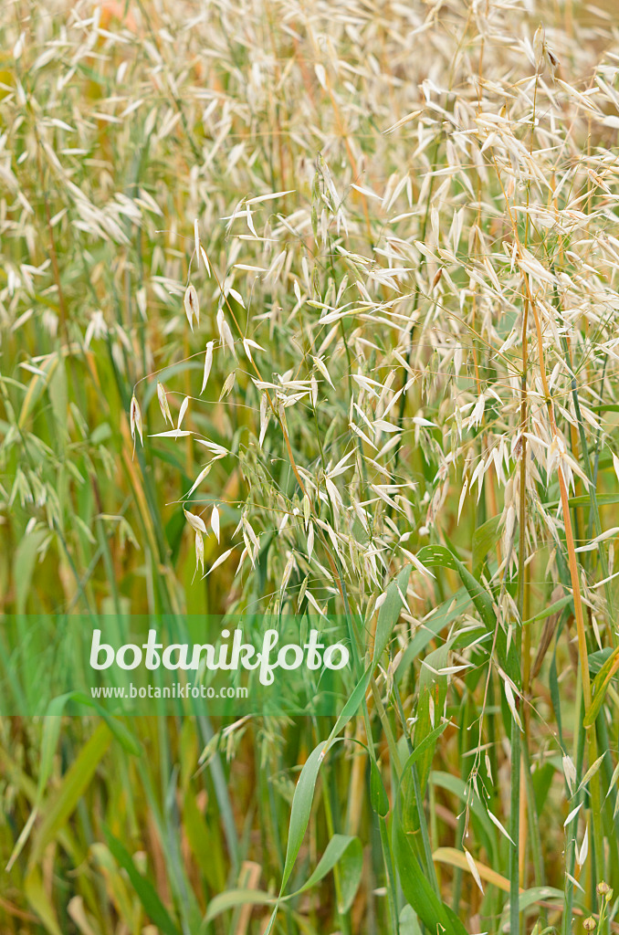 534215 - Saathafer (Avena sativa)