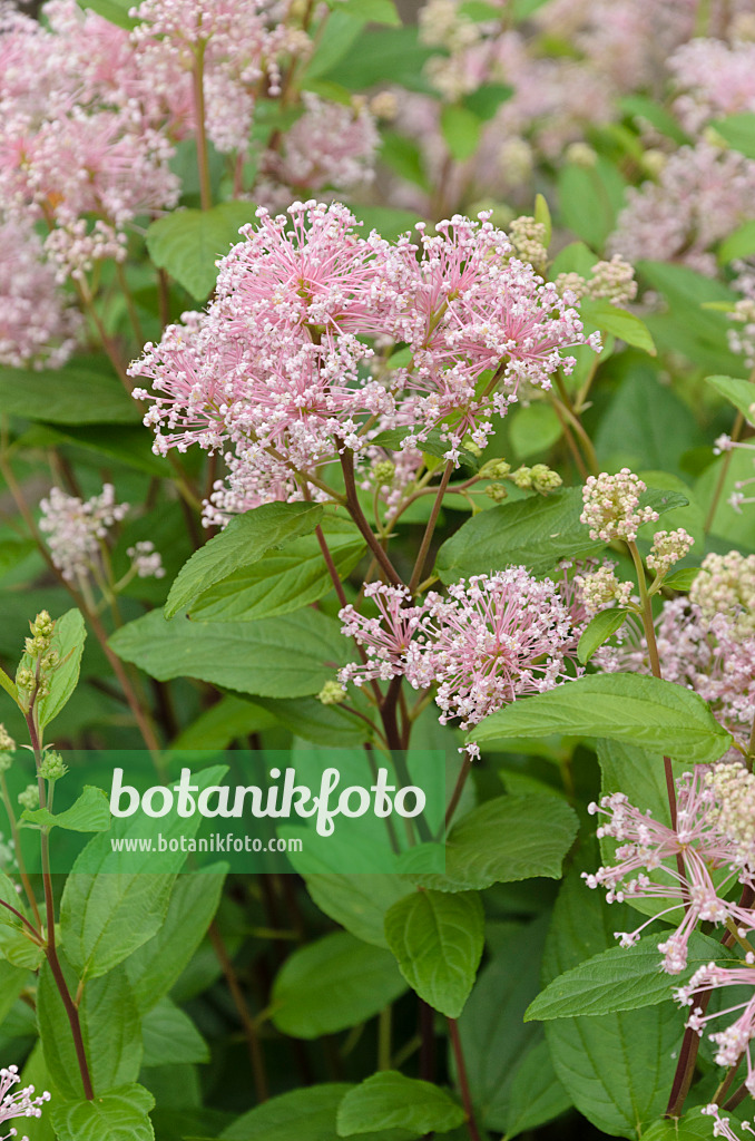 497110 - Säckelblume (Ceanothus x pallidus 'Marie Simon')