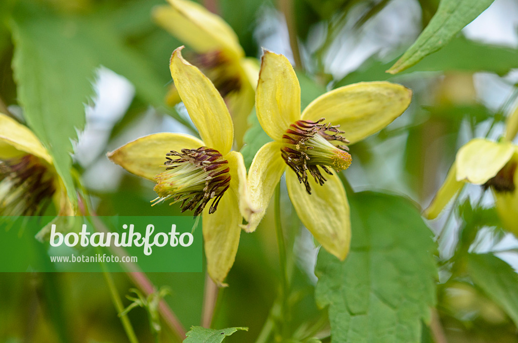 524170 - Sägeblattwaldrebe (Clematis serratifolia)