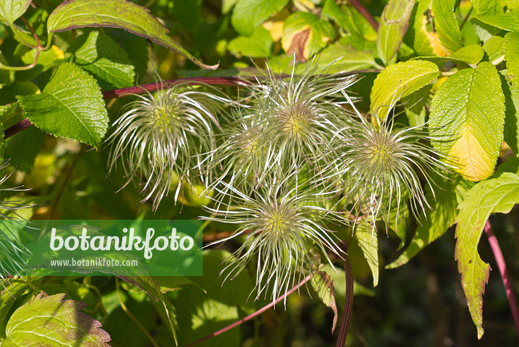 573108 - Sägeblattwaldrebe (Clematis serratifolia)