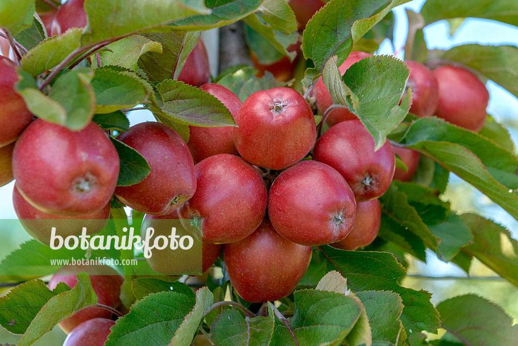 575154 - Säulenapfel (Malus x domestica 'Redlane')