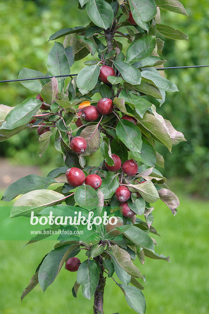 575166 - Säulenapfel (Malus x domestica 'Redlane')