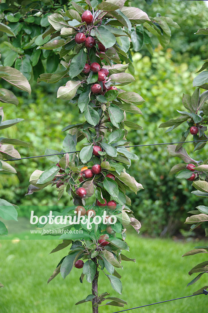 575167 - Säulenapfel (Malus x domestica 'Redlane')