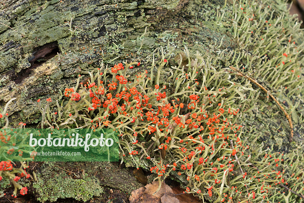 554023 - Säulenflechte (Cladonia) mit roten Früchten auf einem bemoosten, morschen Baumstamm