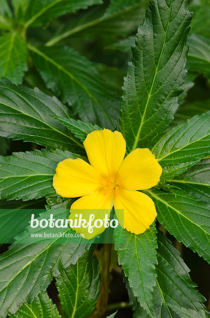 519118 - Safranmalve (Turnera ulmifolia)