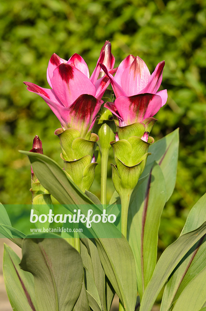 534269 - Safranwurz (Curcuma alismatifolia)