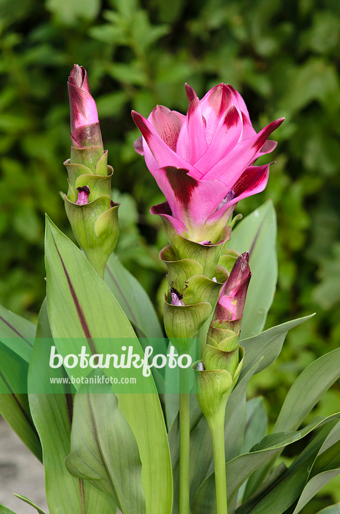 534270 - Safranwurz (Curcuma alismatifolia)