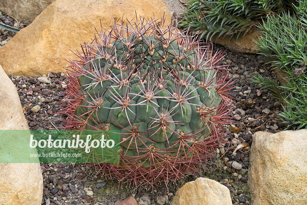 609060 - Saglios Kinnkaktus (Gymnocalycium saglionis)