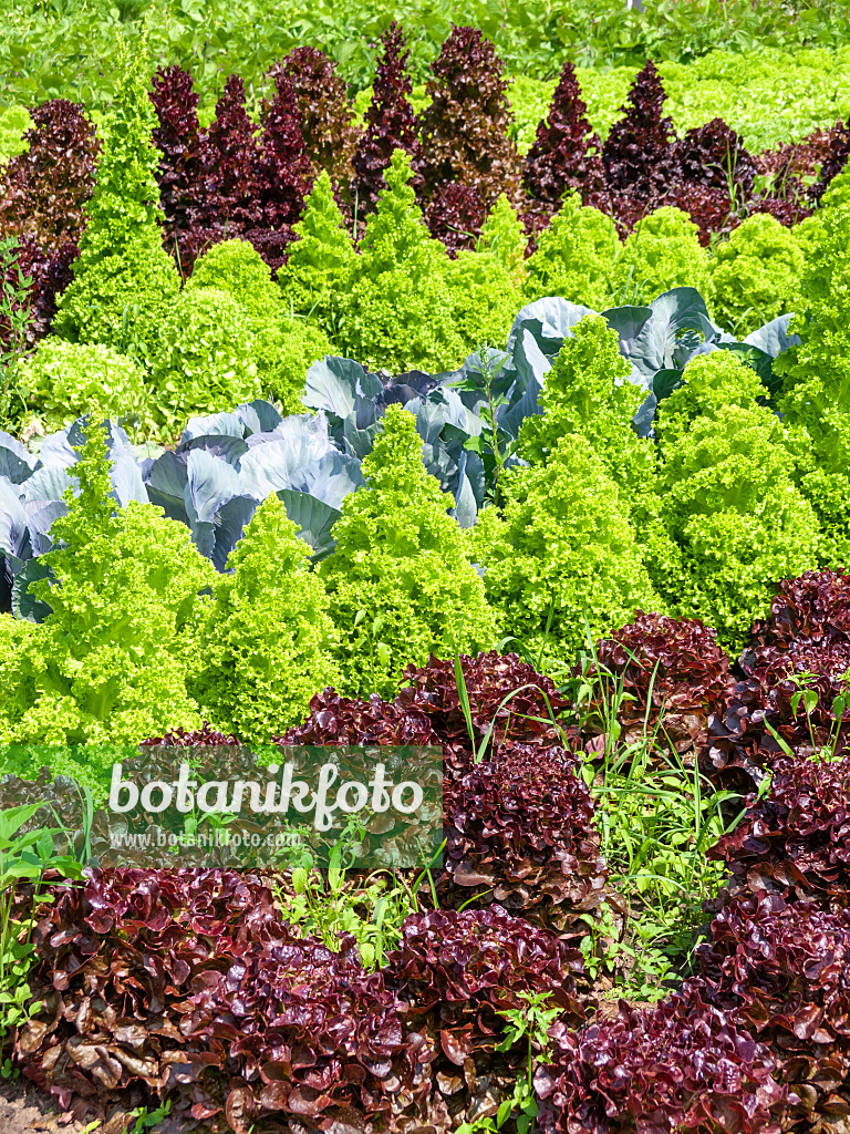 523255 - Salat (Lactuca) und Gemüsekohl (Brassica oleracea)