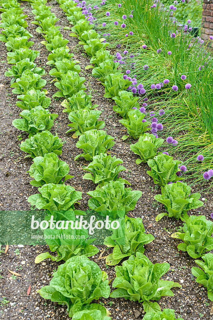 593113 - Salat (Lactuca sativa)