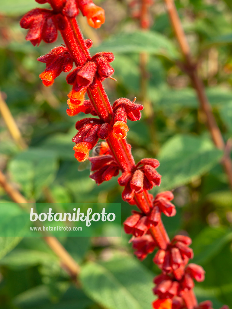 453057 - Salbei (Salvia confertifolia)