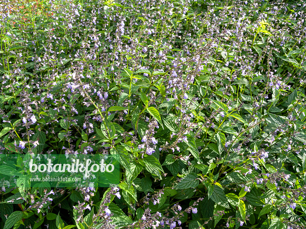 465309 - Salbei (Salvia misella)