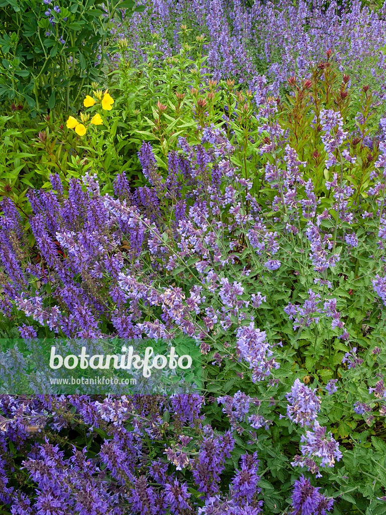 414044 - Salbei (Salvia) und Nachtkerze (Oenothera)