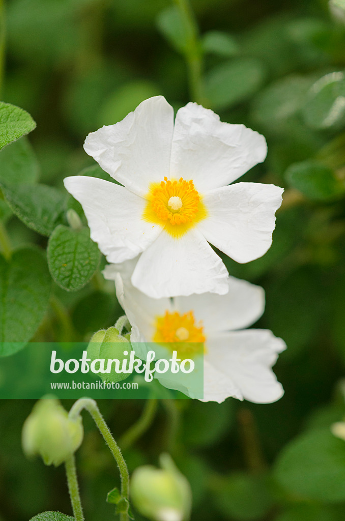 531200 - Salbeiblättrige Zistrose (Cistus salviifolius)