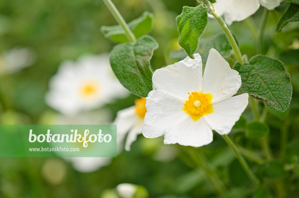 531201 - Salbeiblättrige Zistrose (Cistus salviifolius)