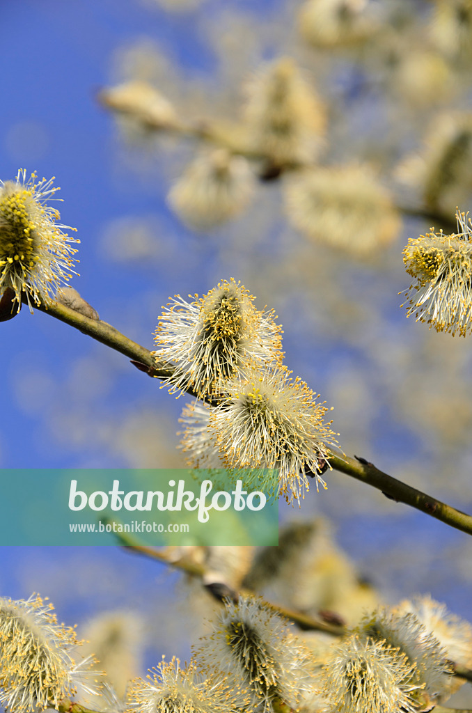 506070 - Salweide (Salix caprea) mit männlichen Blüten