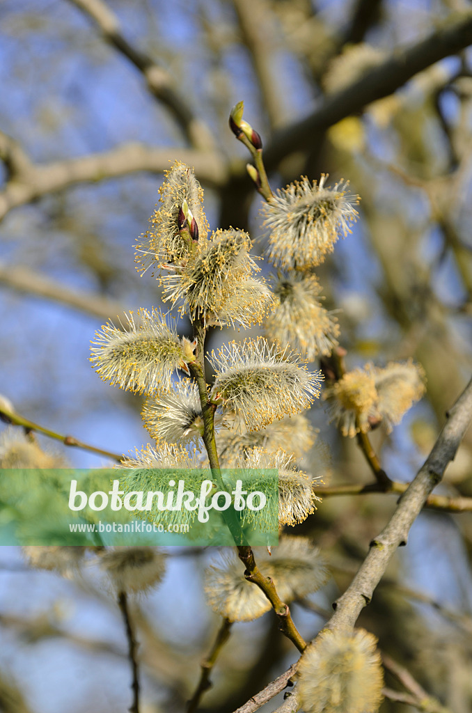 506071 - Salweide (Salix caprea) mit männlichen Blüten