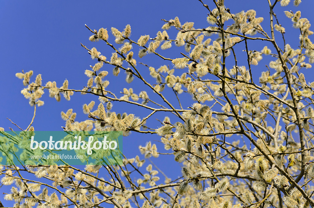 506072 - Salweide (Salix caprea) mit männlichen Blüten