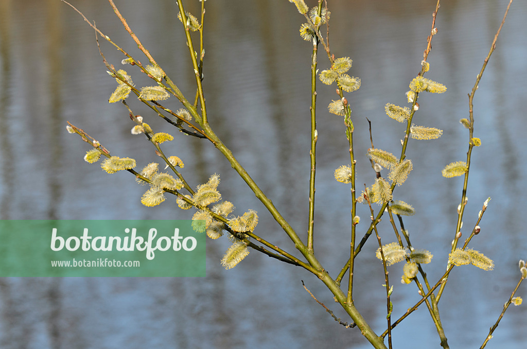 506075 - Salweide (Salix caprea) mit männlichen Blüten