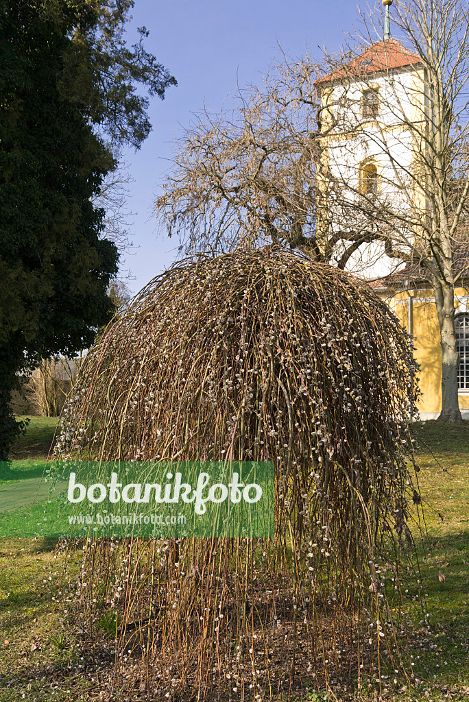 554061 - Salweide (Salix caprea 'Pendula')