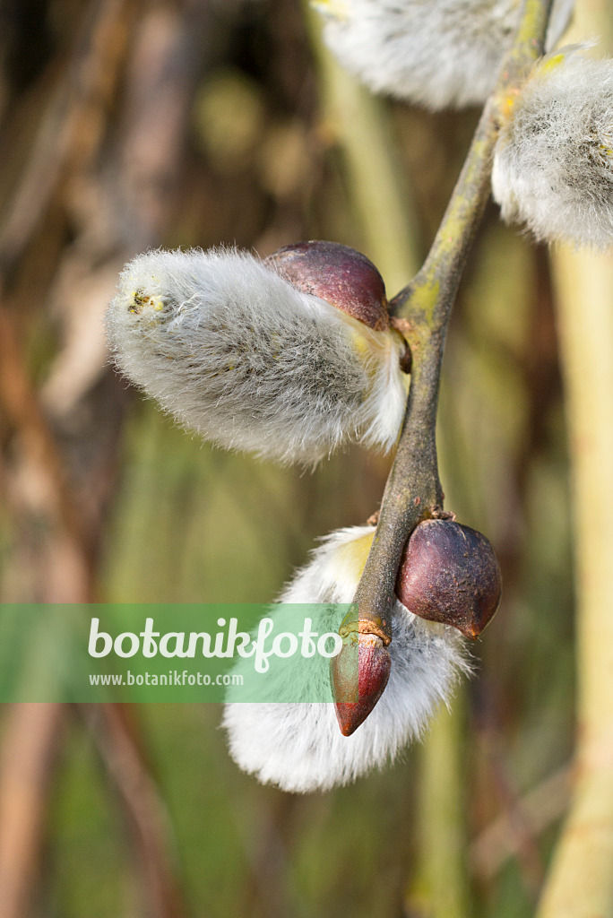 554062 - Salweide (Salix caprea 'Pendula')