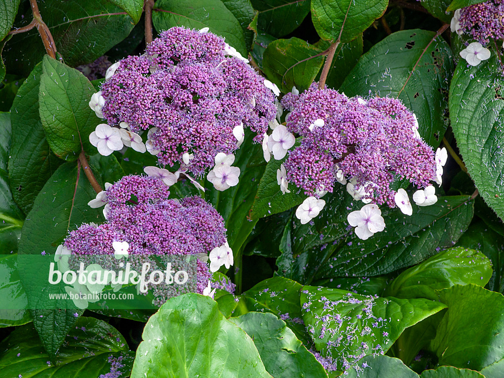 450053 - Samthortensie (Hydrangea aspera subsp. sargentiana)