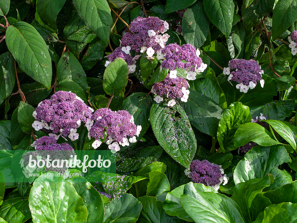 450054 - Samthortensie (Hydrangea aspera subsp. sargentiana)