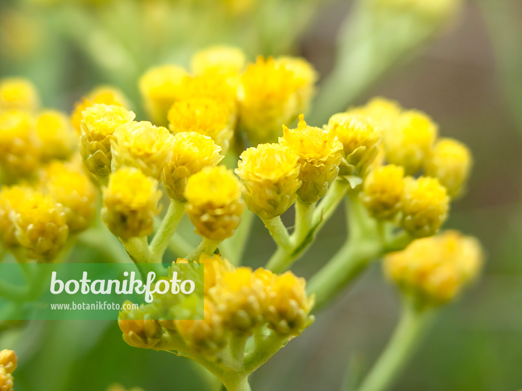 511060 - Sandstrohblume (Helichrysum arenarium)