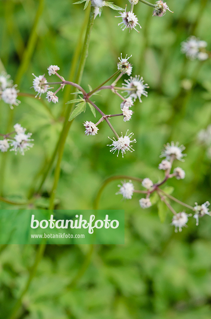 521005 - Sanikel (Sanicula europaea)