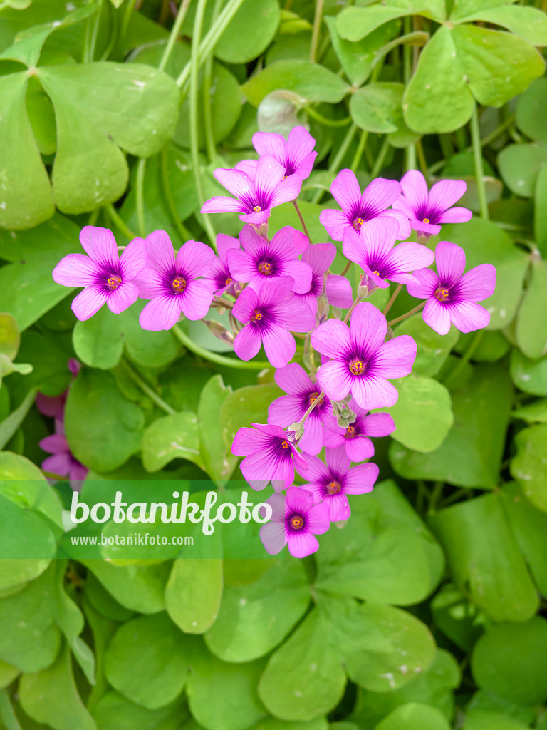 437351 - Sauerklee (Oxalis articulata)