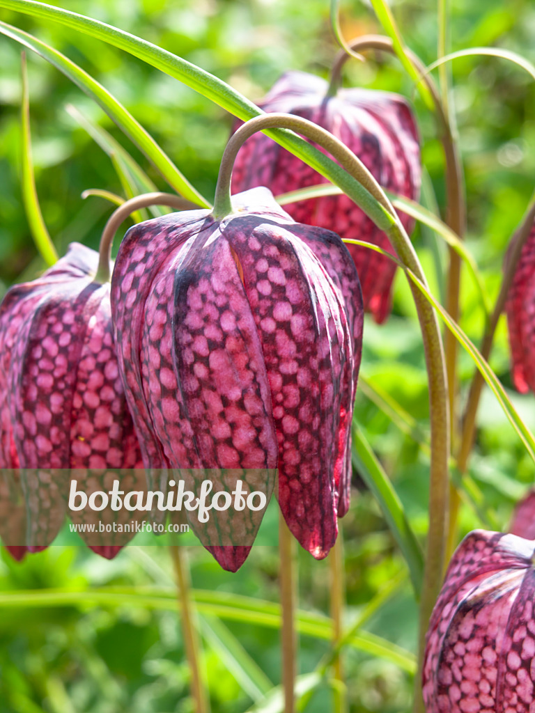 436261 - Schachbrettblume (Fritillaria meleagris)