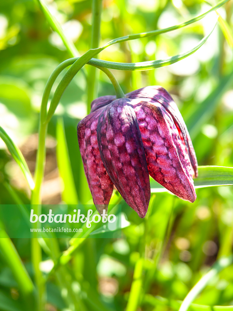 437104 - Schachbrettblume (Fritillaria meleagris)