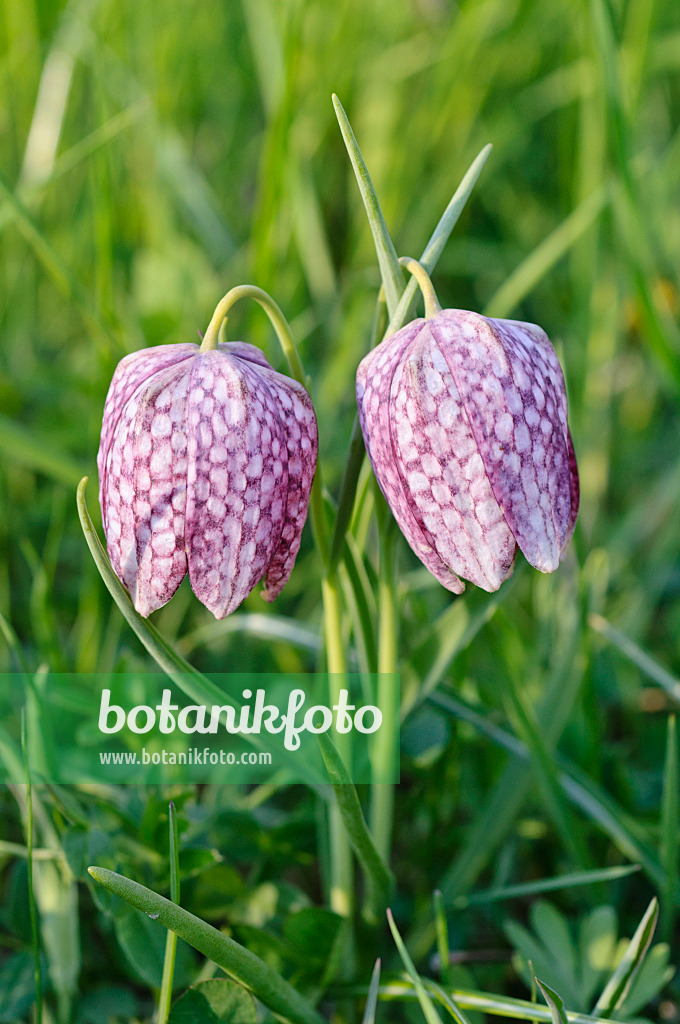 483279 - Schachbrettblume (Fritillaria meleagris)