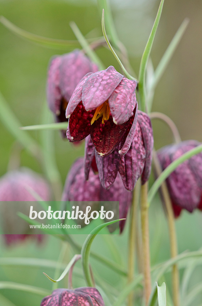 519172 - Schachbrettblume (Fritillaria meleagris)