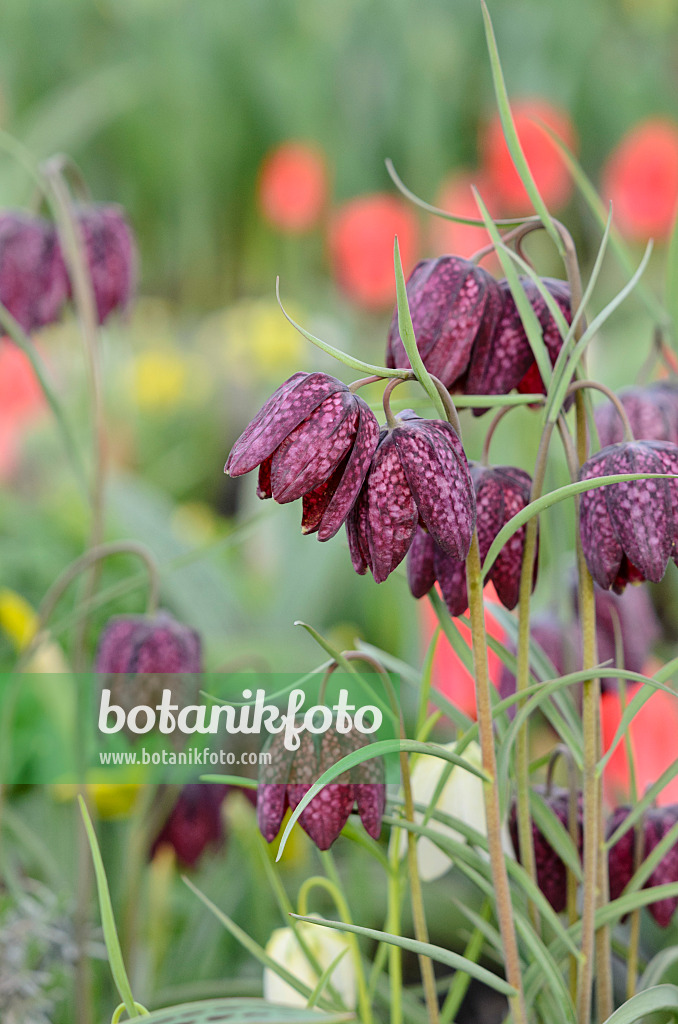 519174 - Schachbrettblume (Fritillaria meleagris)