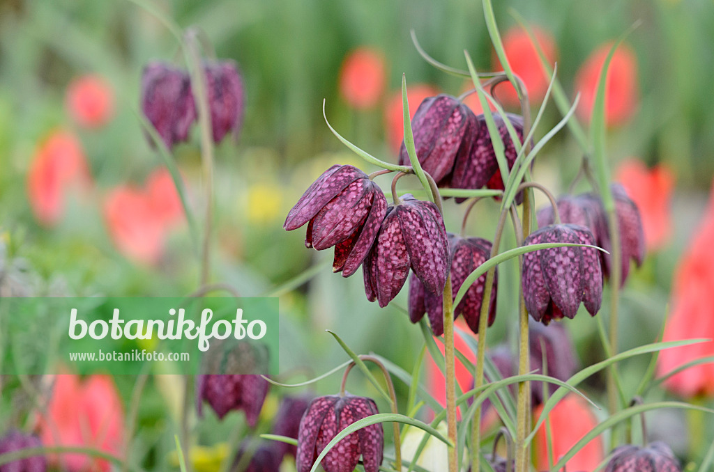 519175 - Schachbrettblume (Fritillaria meleagris)