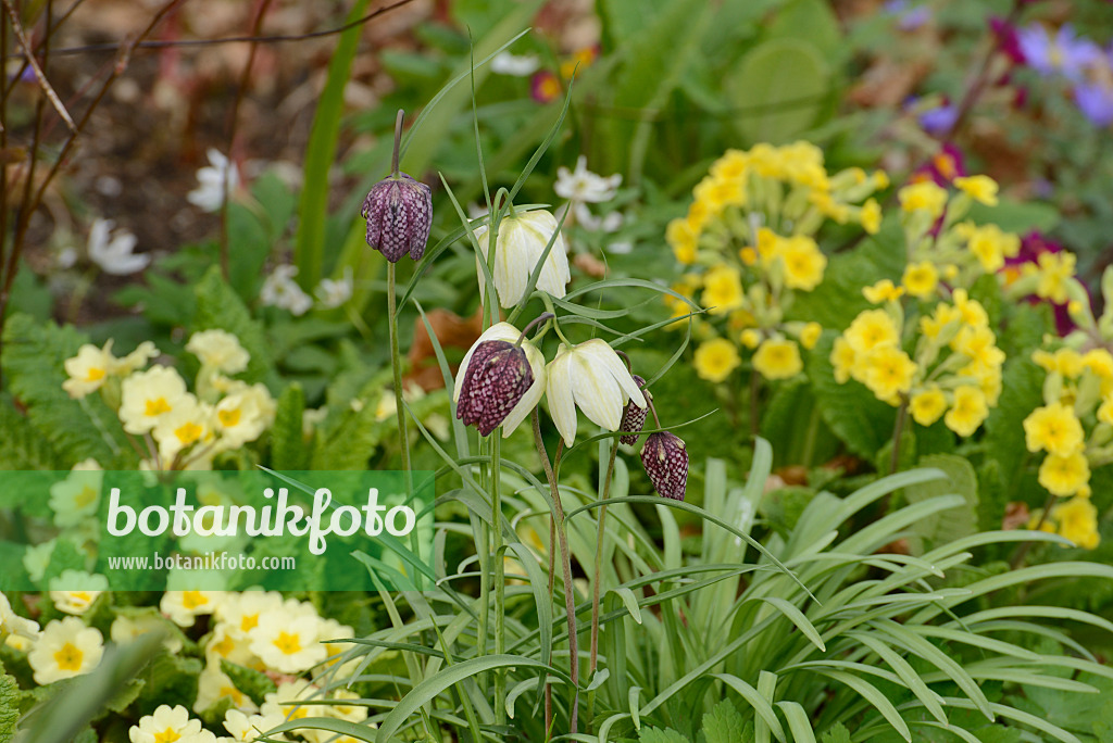 554040 - Schachbrettblume (Fritillaria meleagris) und Schlüsselblumen (Primula)