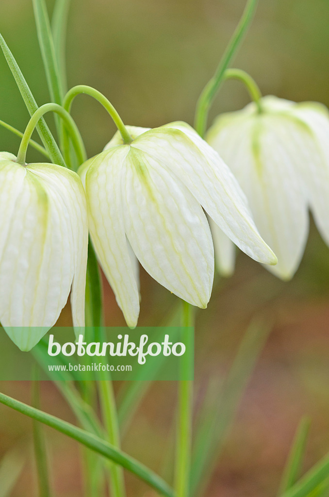 519149 - Schachbrettblume (Fritillaria meleagris 'Alba')